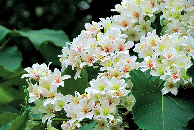 樂遊桃園桐花步道  五大主題賞桐去