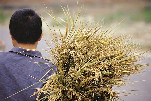 農地工廠-違章工廠-工廠管理輔導法-電鍍-彰化-污染-農地上的世界冠軍-鎘米