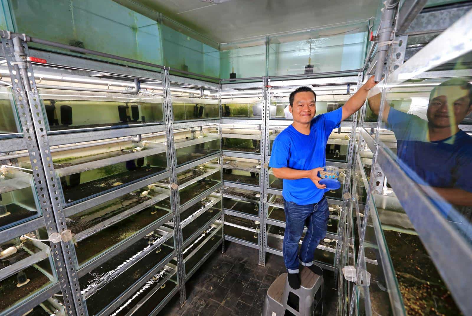 一隻5萬的水晶蝦價格暴跌一千倍，卻有人兼差年賺500萬？