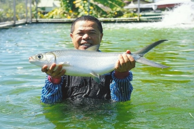 南太島國的虱目魚沒了　台灣如何靠養殖技術，做氣候外交？