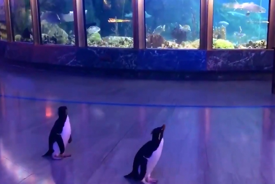 自己的館自己逛，芝加哥水族館為何讓企鵝變遊客？