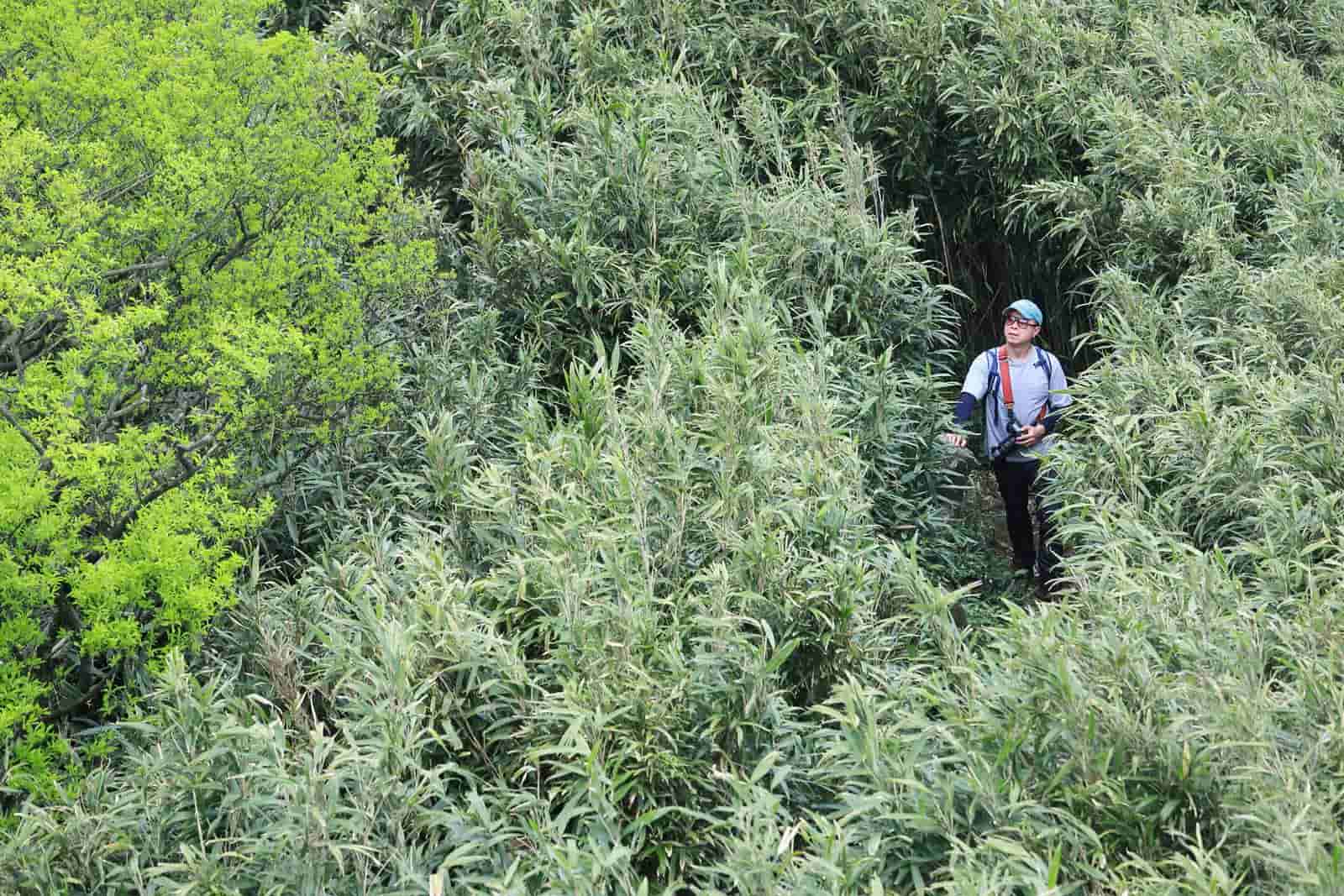 登山-走丘-Hally Chen-陽明山-戶外-步道-抹茶山