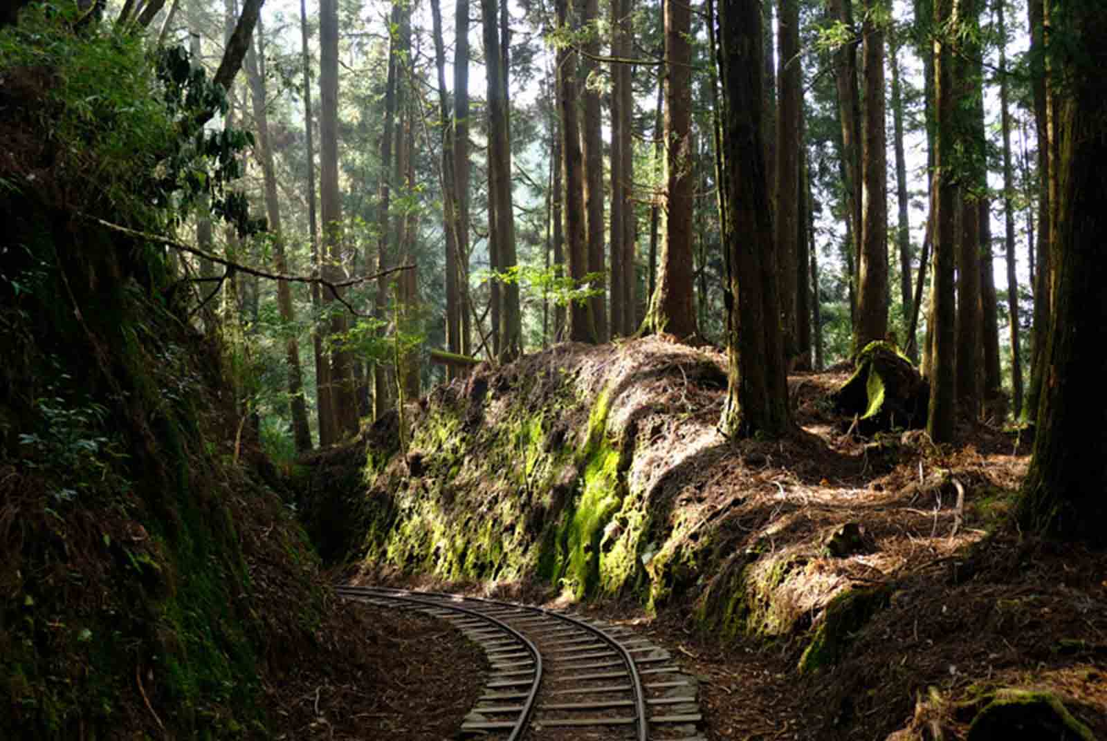 說仙境也不為過！全台最老的林場：阿里山特富野古道