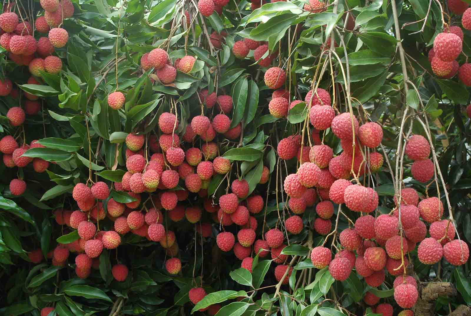 玫瑰紅荔枝  不輸玉荷包