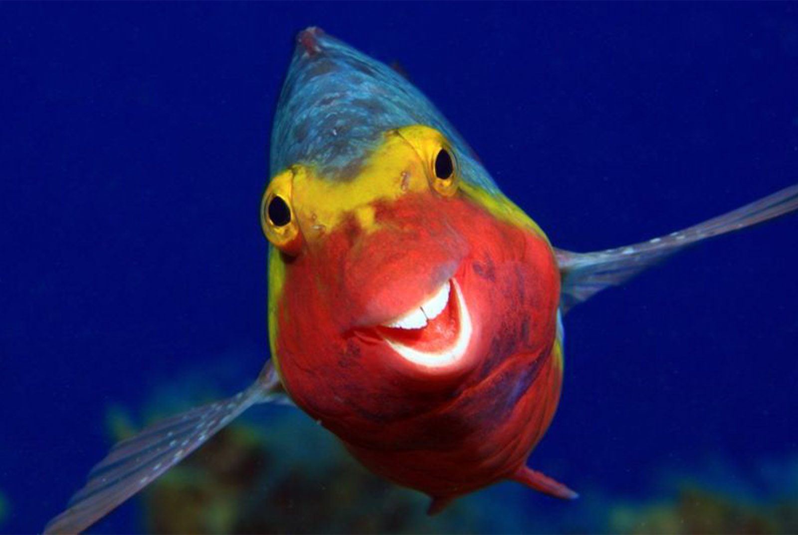 野生動物攝影大賽：長頸鹿搶鏡和笑容可掬的鸚鵡魚