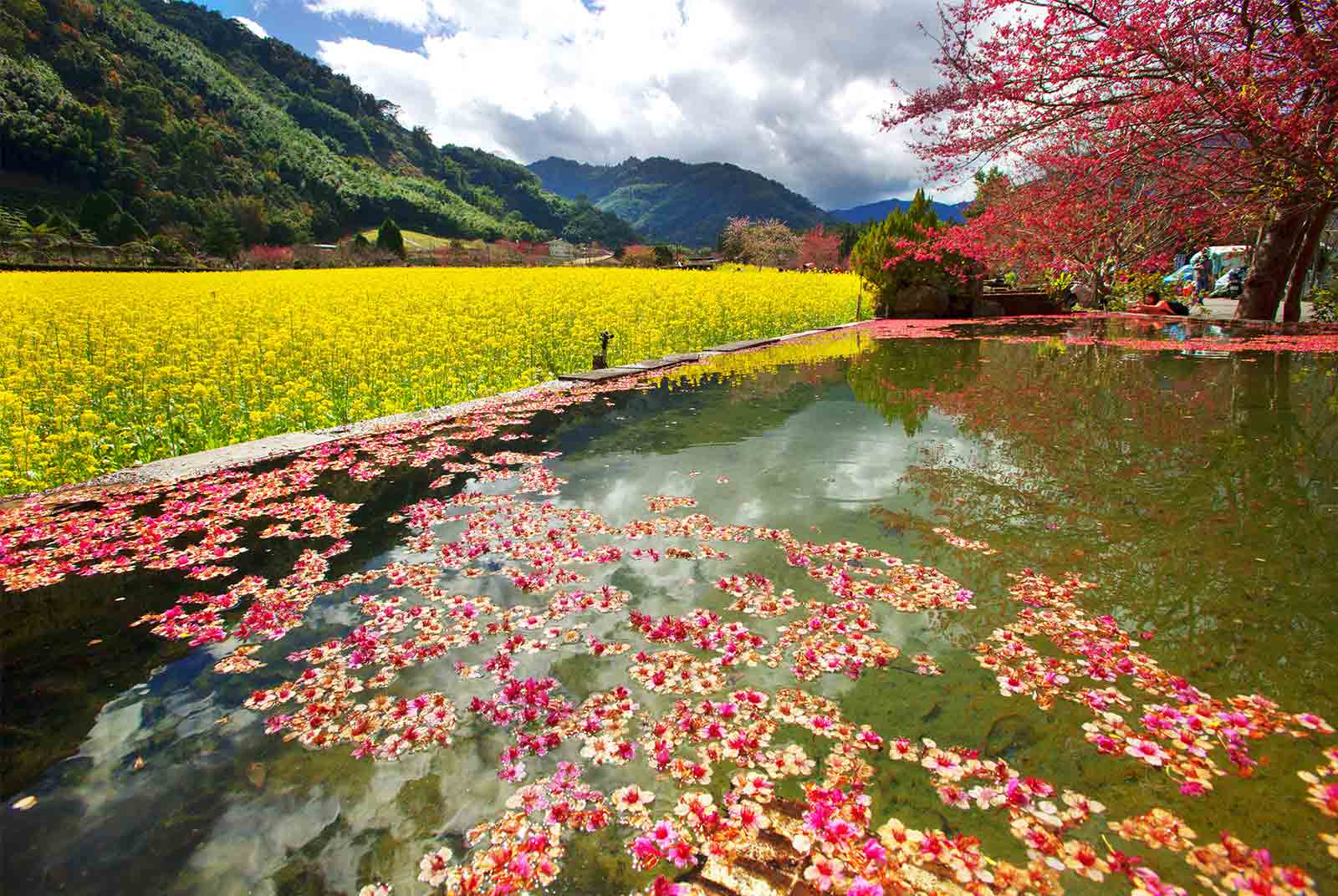 2020南投花卉嘉年華活動