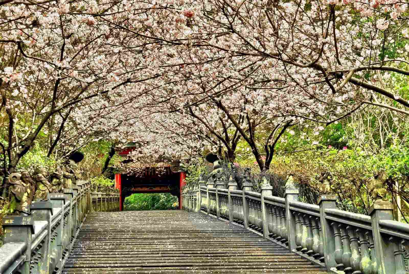 美到哭！ 內湖夢幻景點 粉紅櫻花綻放宛如置身日本