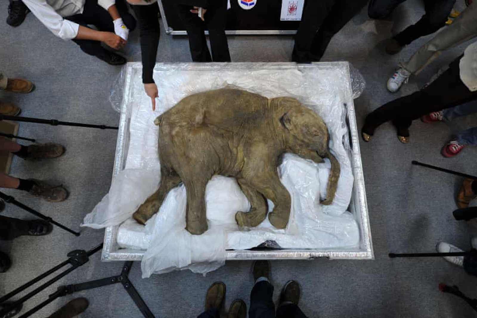 21世紀最狂：這間公司準備復活猛獁象  連馬斯克都看好？