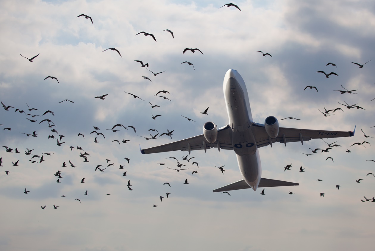 飛機-航空-鳥擊-飛安