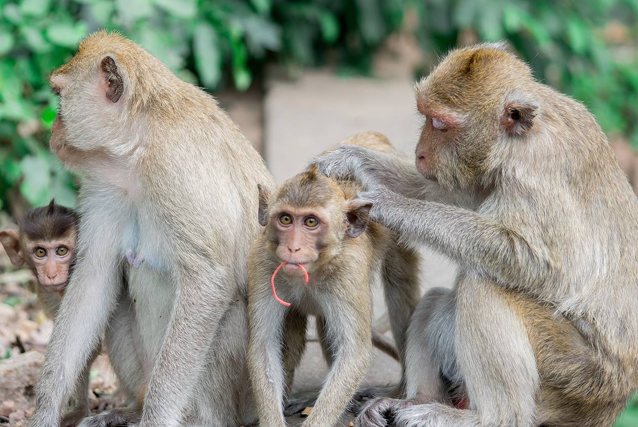 猴痘-Monkeypox-疫情-病毒-疫苗