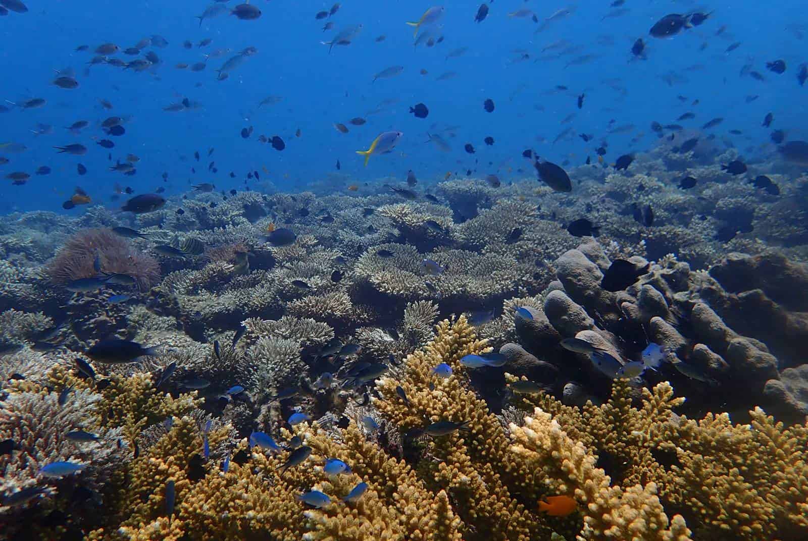 海洋暖化危機》馬來西亞珊瑚方舟　搶救海中亞馬遜