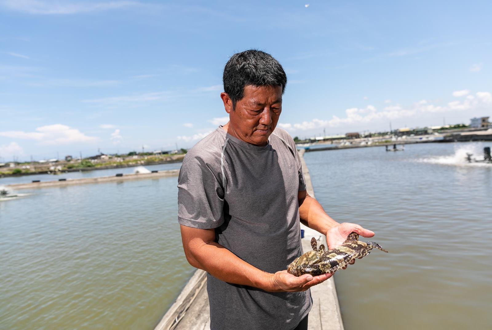 石斑魚-ECFA-龍虎斑-禁藥-借牌