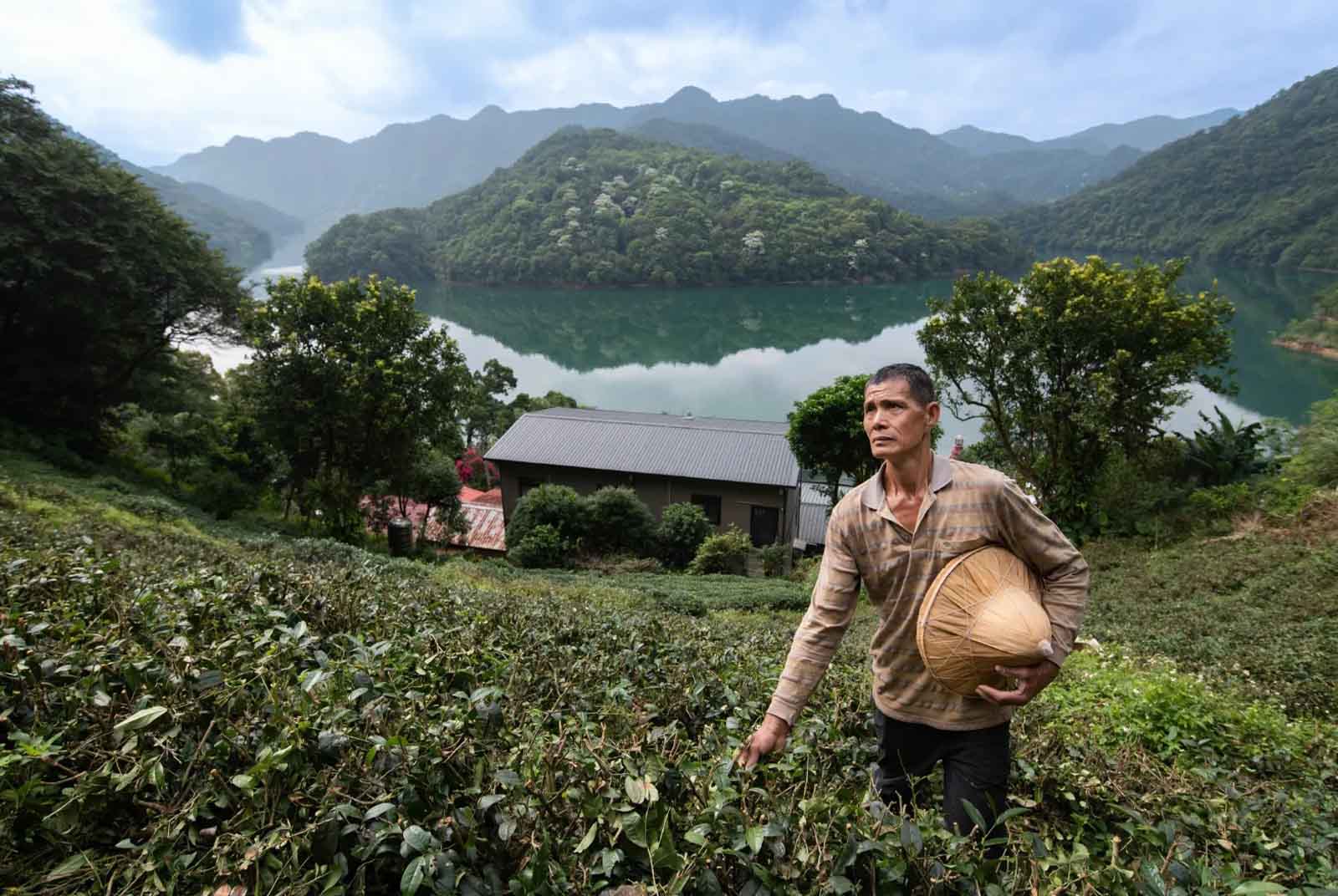 茶園就在水庫邊，卻乾枯而死　冠軍茶農嘆：老天爺愈來愈難捉摸