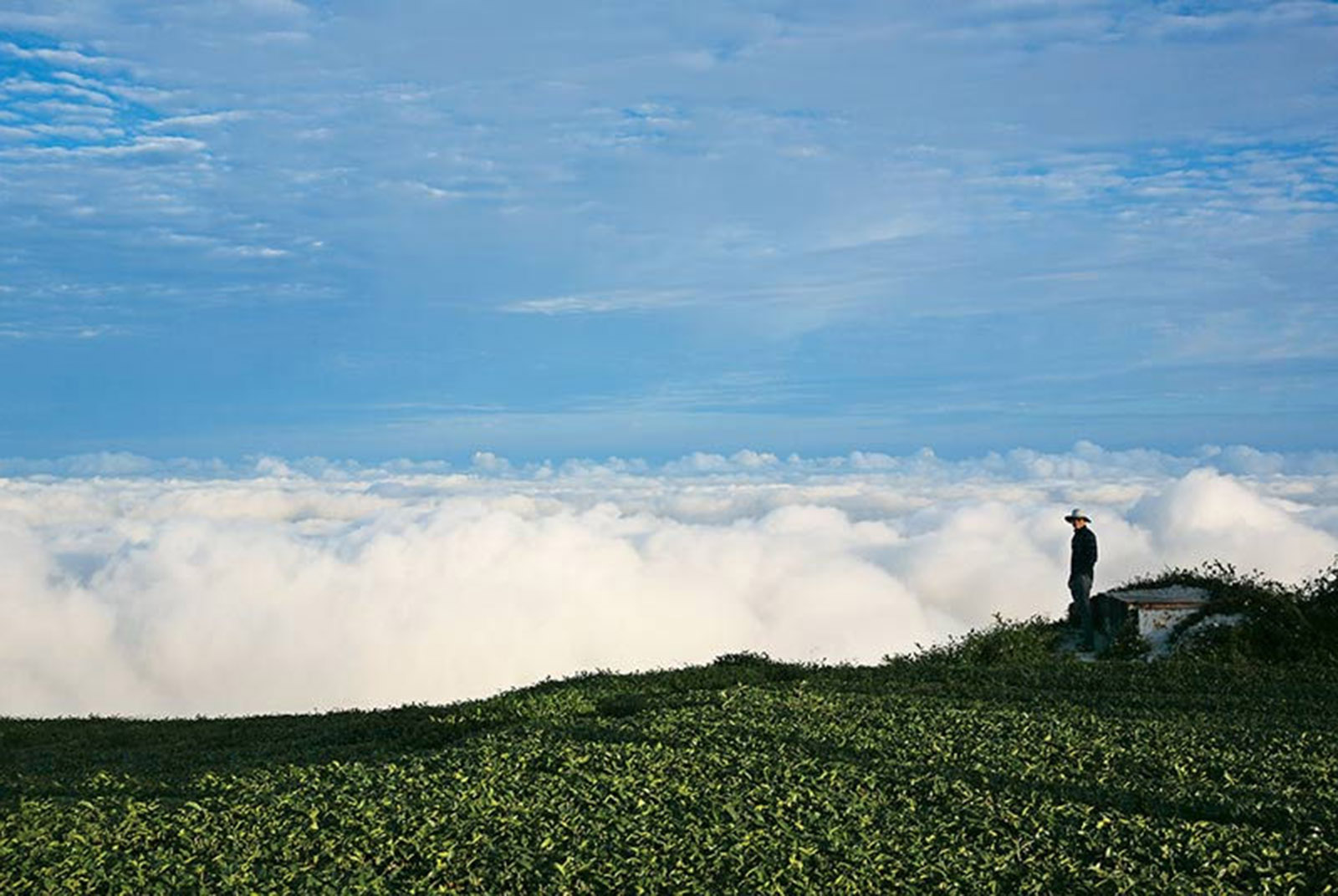 玉山稜線第一排　嘉義梅山振峰製茶所、包場露營看雲海