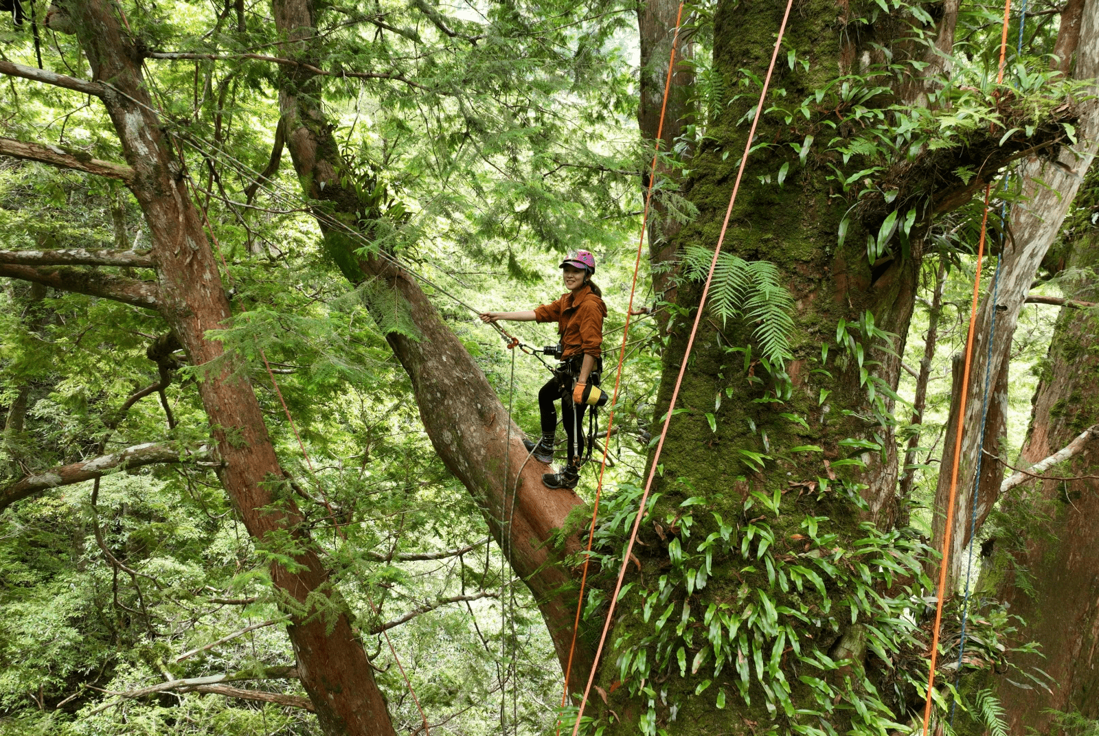 全台首位攀樹師　帶你爬上巨木，探索樹頂風景與特有種花海