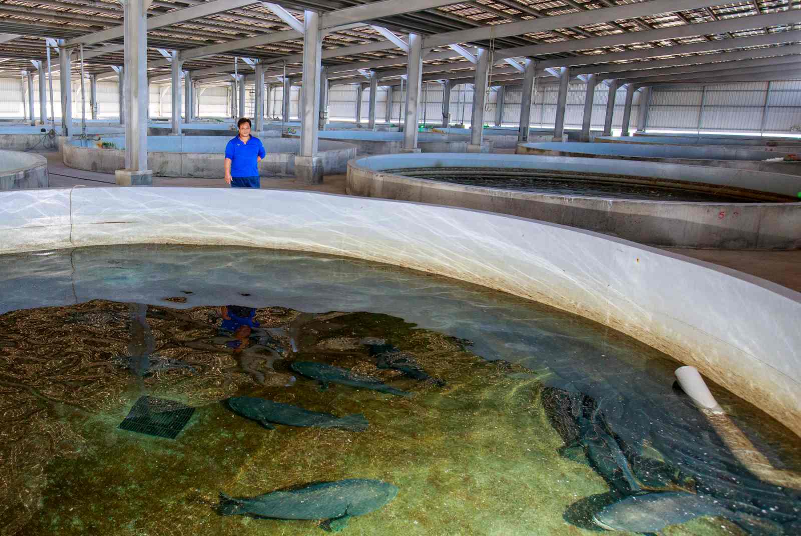 「沒有魚就沒有電！」屏東海邊，全台最在乎養殖的漁電共生場
