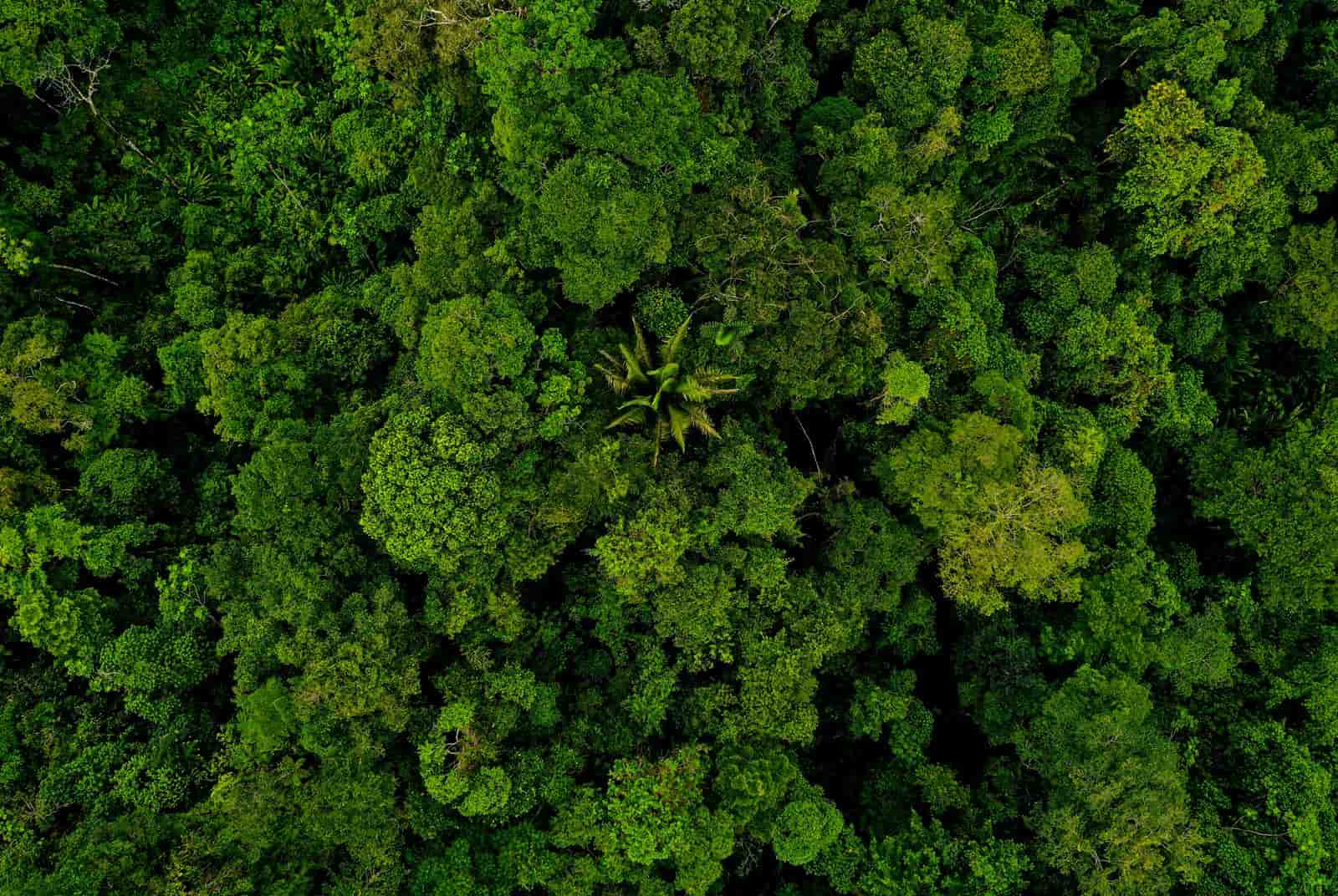 生物信用額度-生物多樣性-保育-自然資產交易-碳權-ESG-COP15