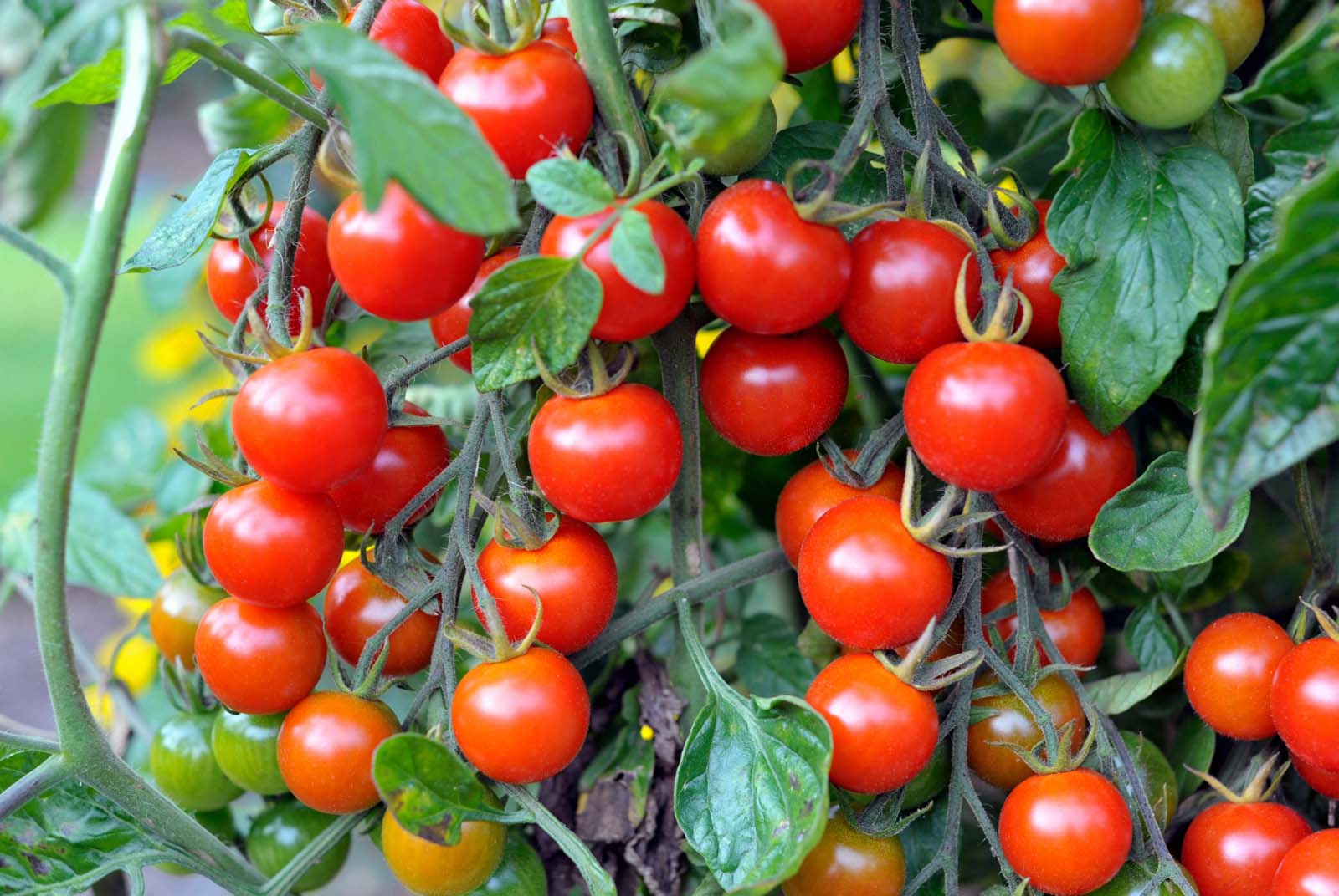 英國「脫菜」危機　超市番茄限購3顆，沒沙拉可吃