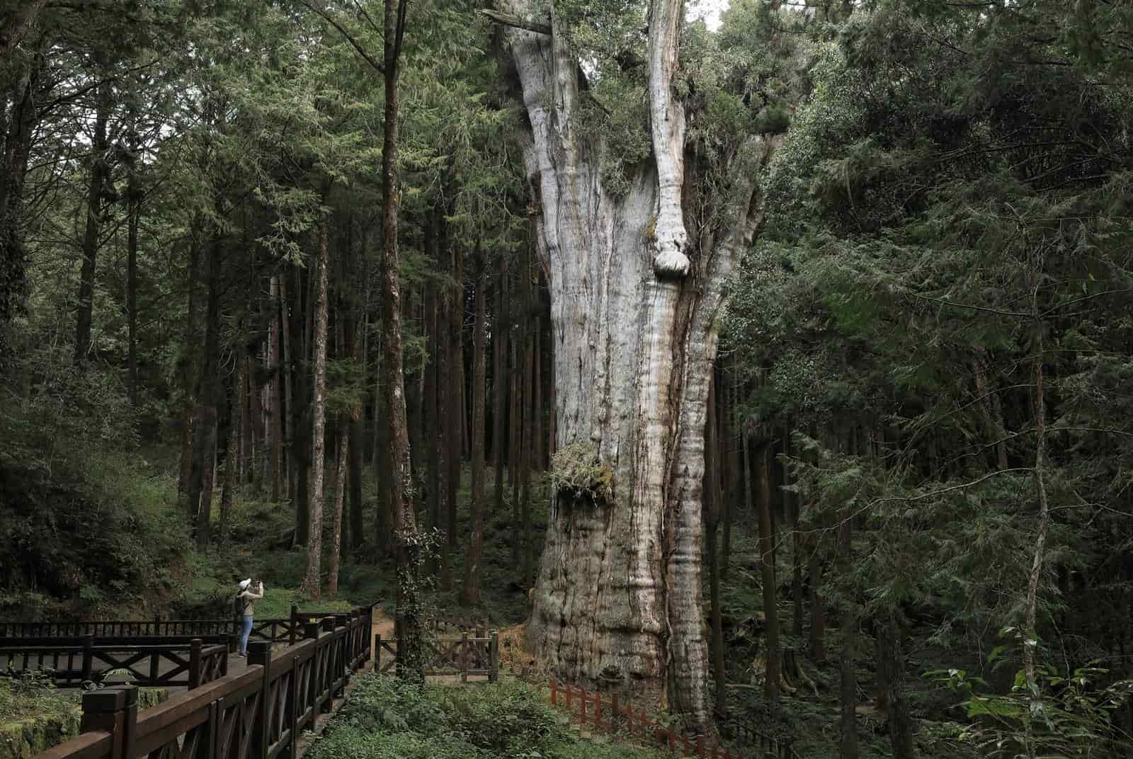 沒有收訊、長輩友善　台灣首條紓壓「森癒」步道，藏在阿里山園區
