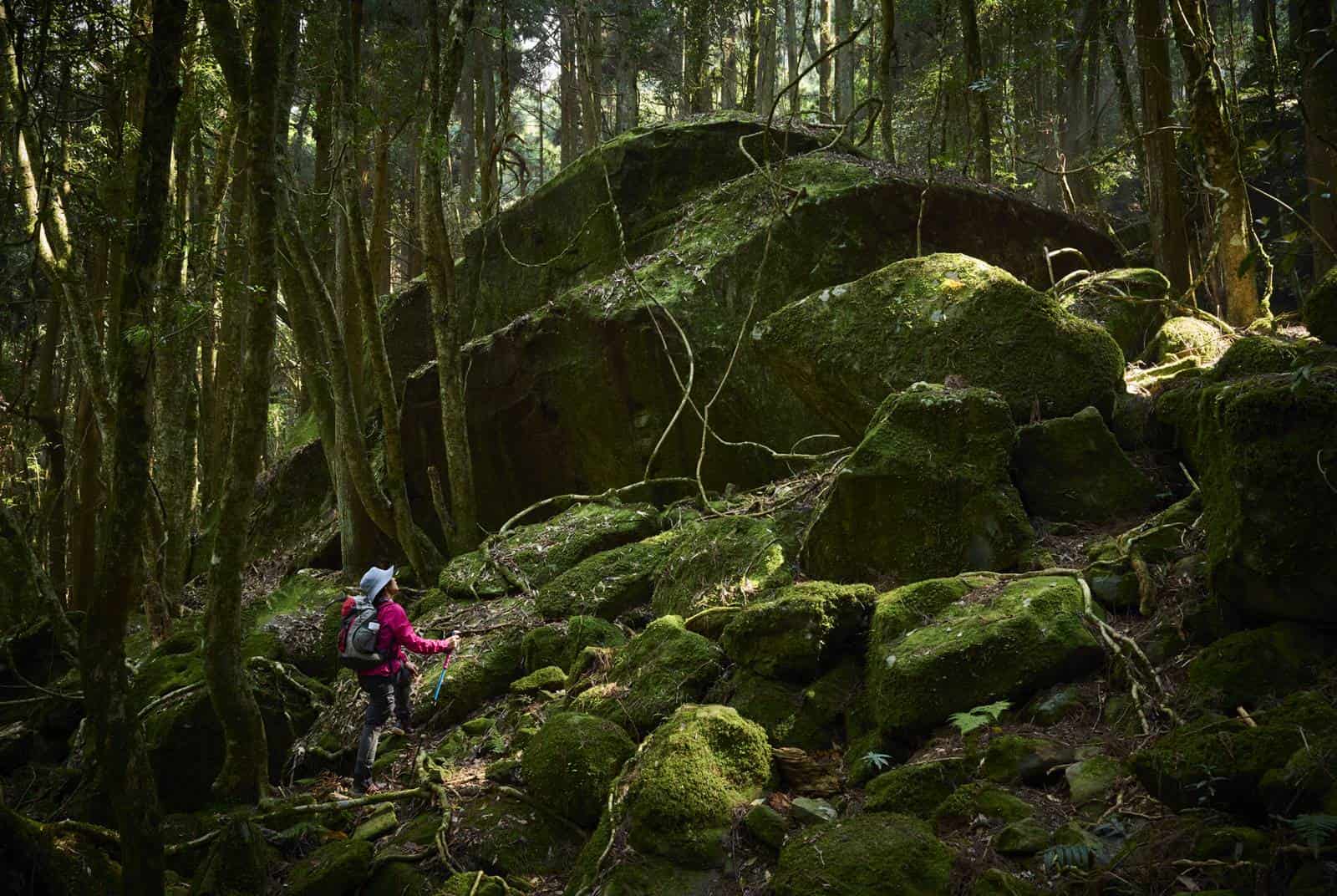 苗栗-加里山-登山-步道-南庄-森林-祕境