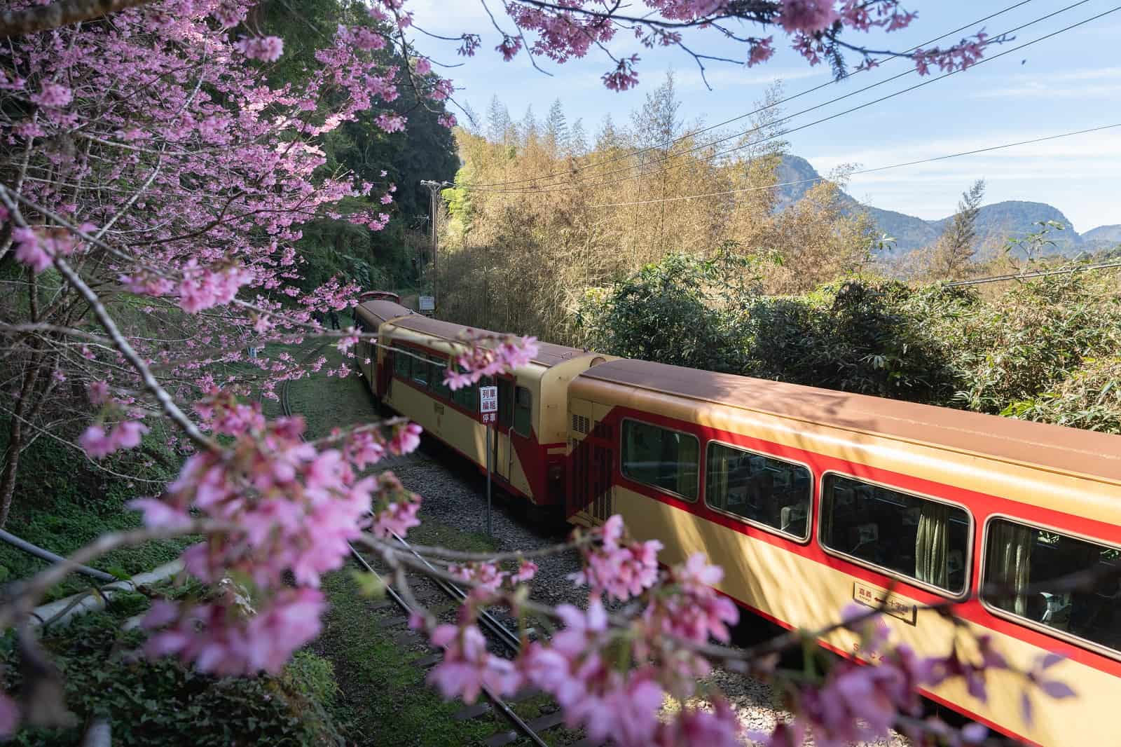 阿里山櫻花季》搭火車，走花路　林鐵、檜木列車、迪士尼一次滿足