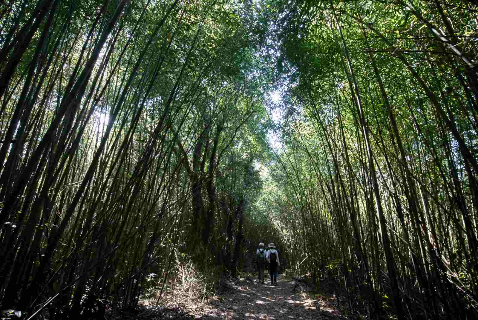 樟之細路-新竹-古道-生態-茶金-北埔-南庄