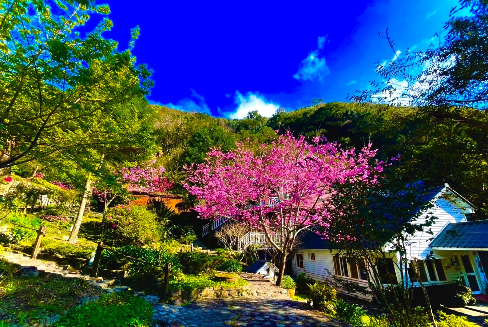 無菜單料理-神木-秘境-森林療癒-旅行