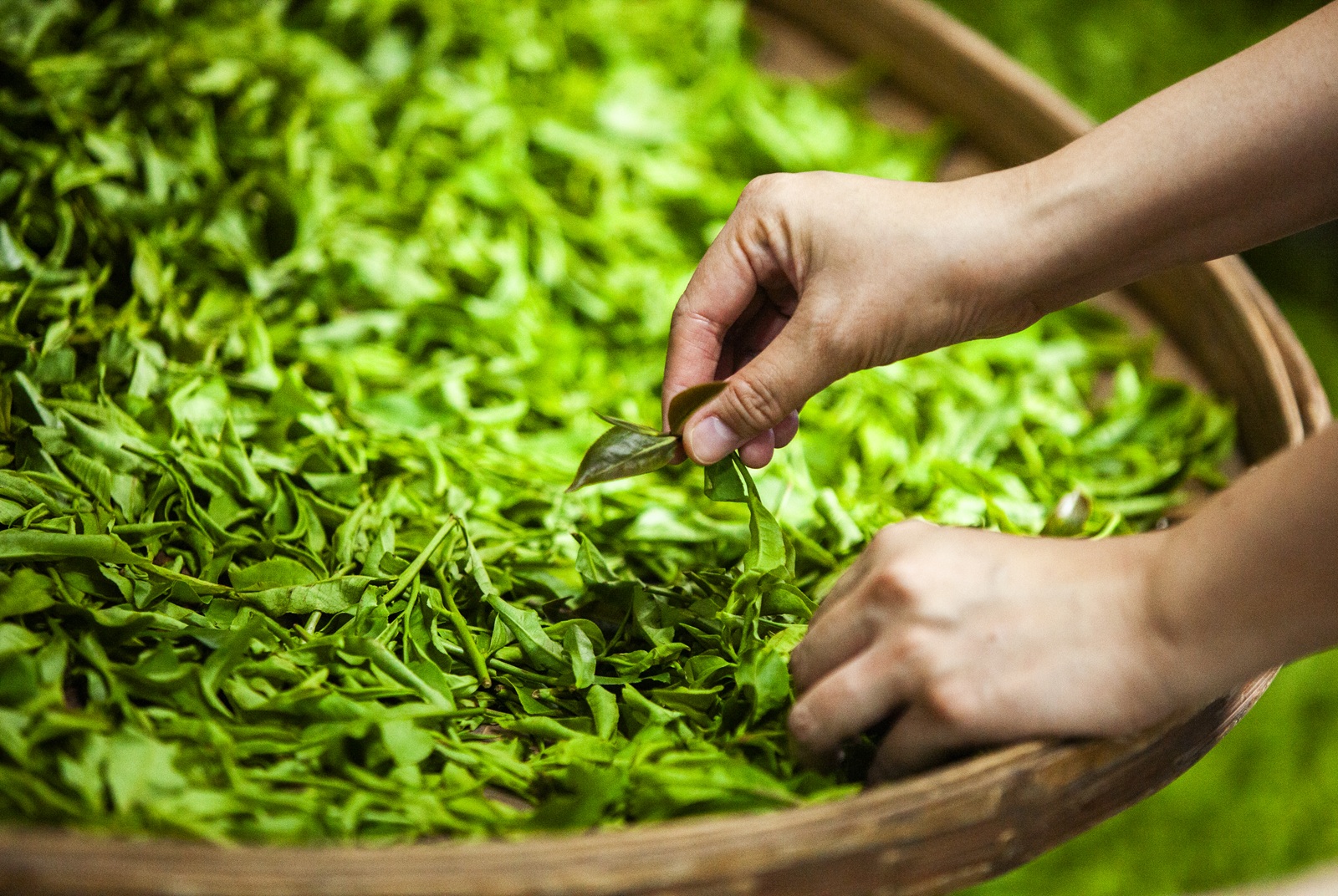 南投縣-茶博會-茶葉博覽會