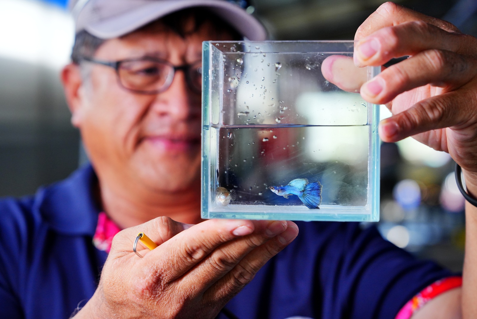 隱藏鄉間的軟實力 小小魚兒游入社區、躍上國際  屏東觀賞魚產業成國際聖地 高齡阿嬤變身鬥魚比賽冠軍