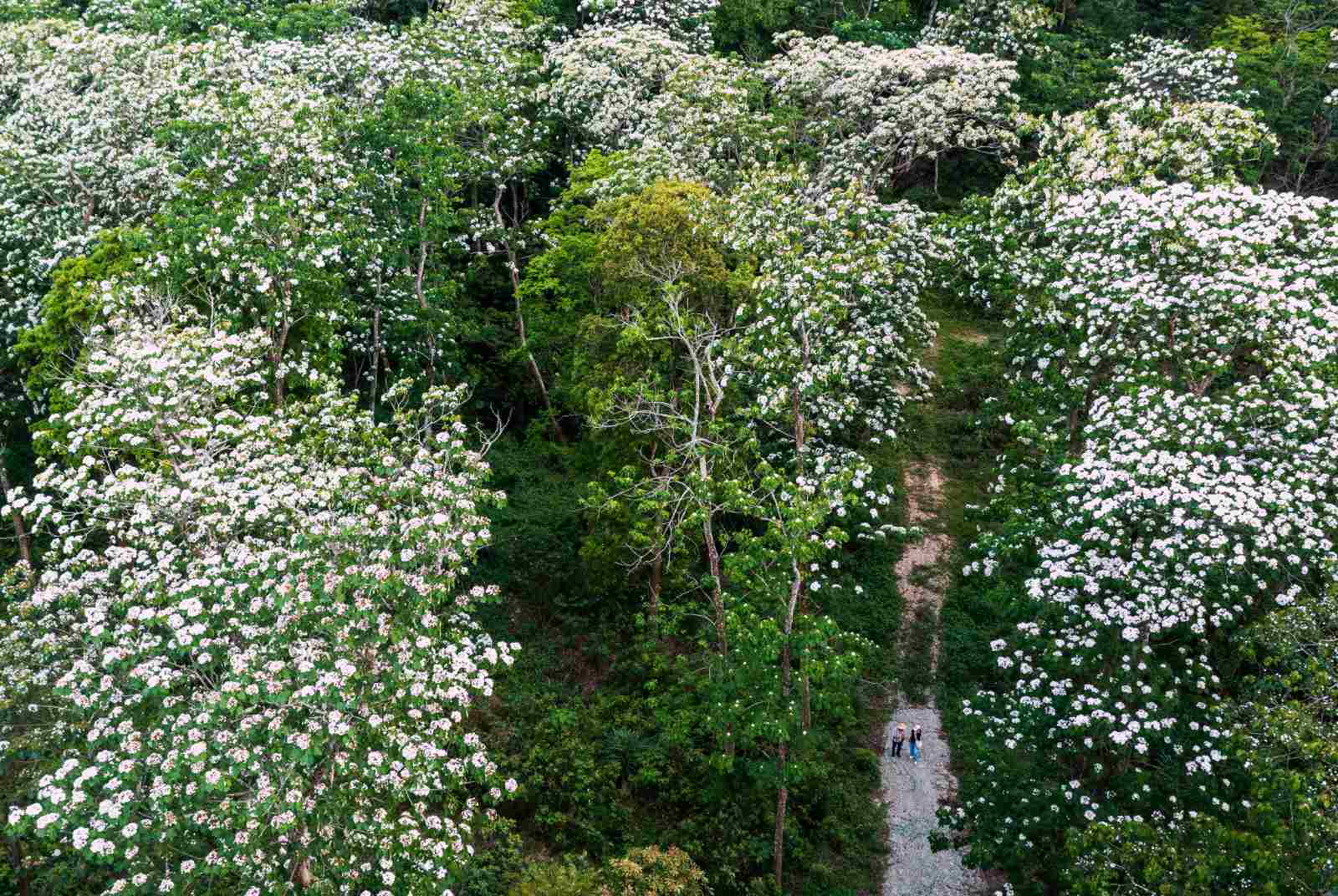 苗栗三義油桐花祕境　在地步道師帶你走挑炭古道，卵石路與五月雪的客家魂