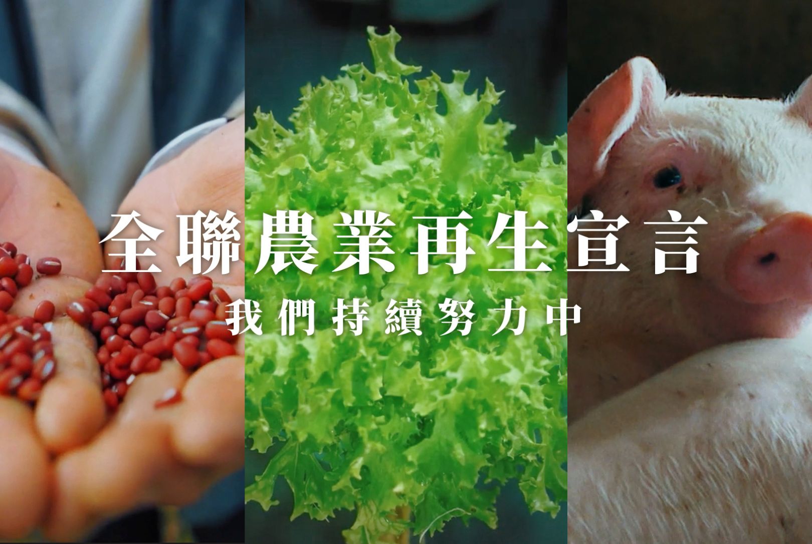 ESG-責任消費與生產-好欣豬-台灣鯛-動物福利-動物福利標章-人道飼養-永續-SDGs