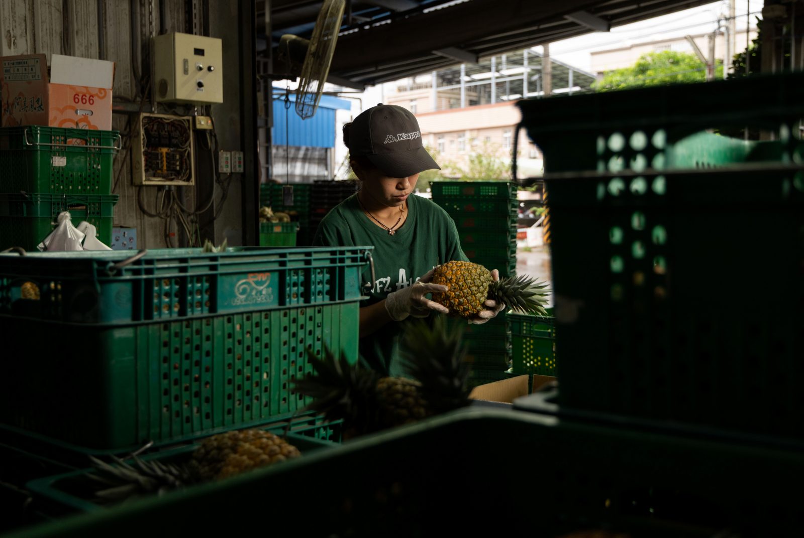 熱血研究員救台灣鳳梨外銷，如何站穩日本市場？還準備賣到美國？