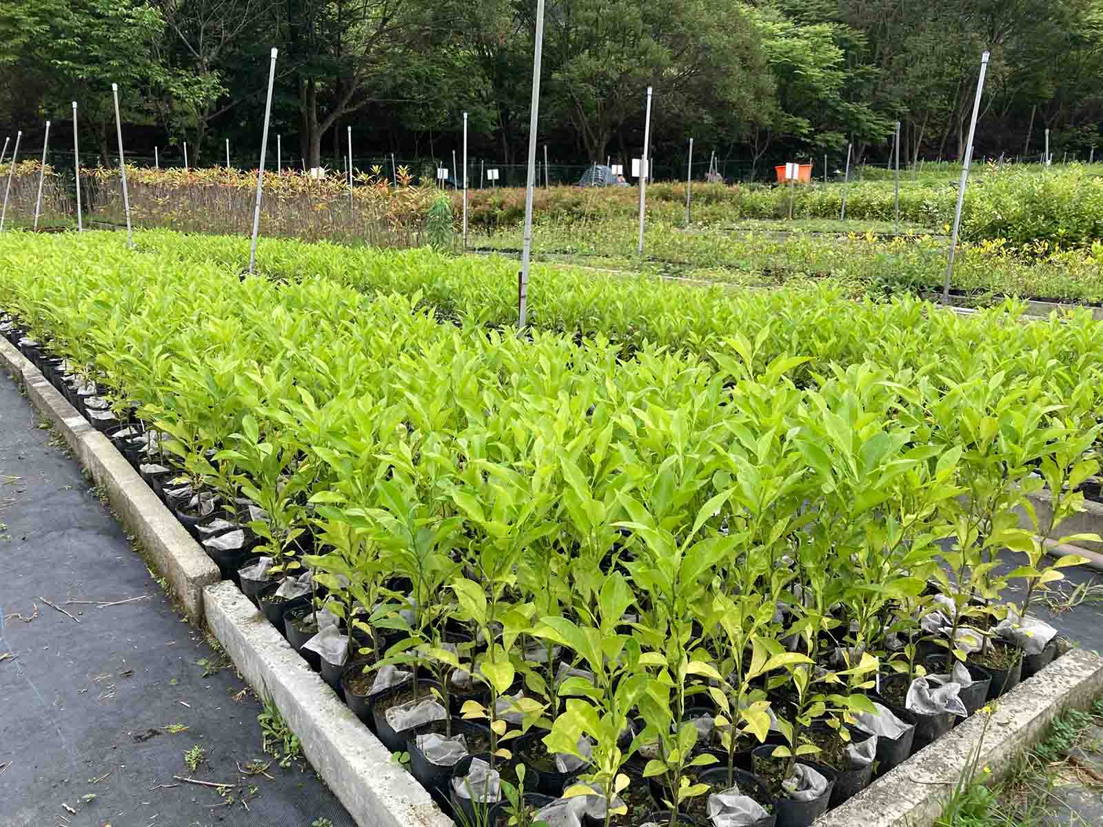 復育-南庄橙-柑橘-瀕危種