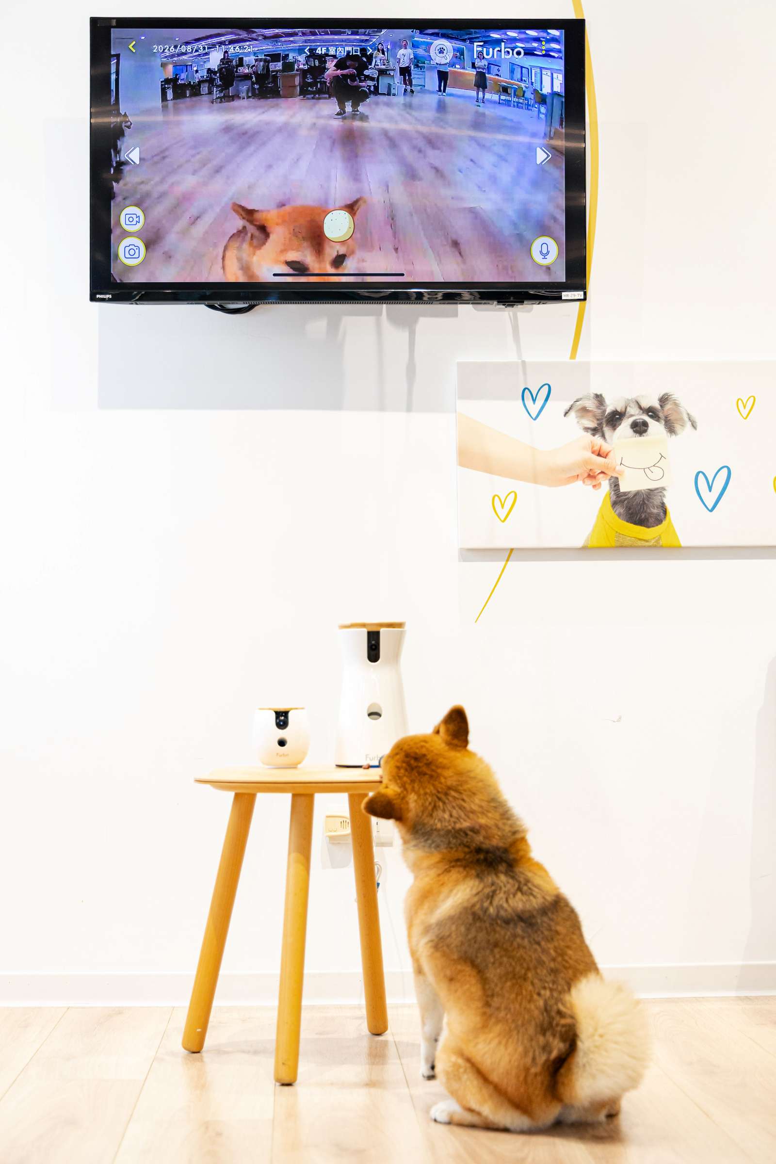 AI-寵物-毛小孩-Tomofun-Furbo-寵物攝影機