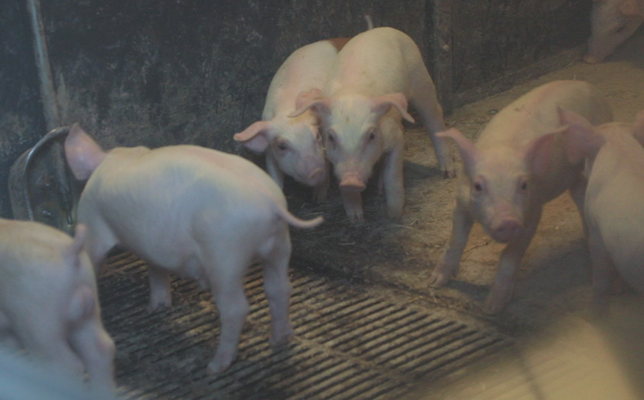 【海洋台灣夢】「飼養沒秘密」 丹麥養豬產業不思議團隊合作｜主題特展｜天下雜誌video