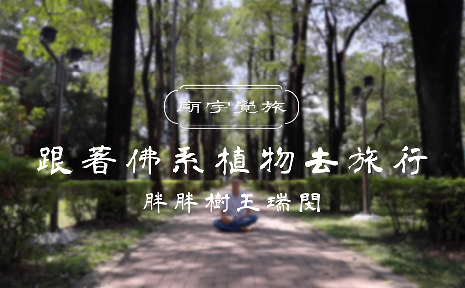 廟宇覺旅 跟著佛系植物去旅行-胖胖樹 王瑞閔｜天下實驗室｜天下雜誌video